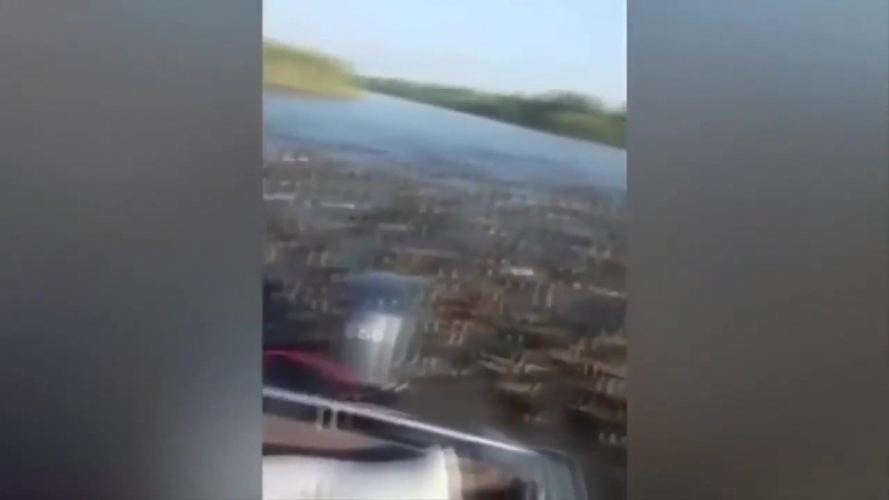 Кормежка диких уток (vhs video)