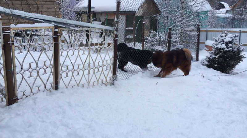 Тибетские забавы