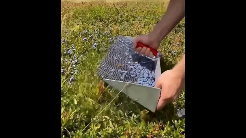 Как на полях проходит сбор голубики 😊