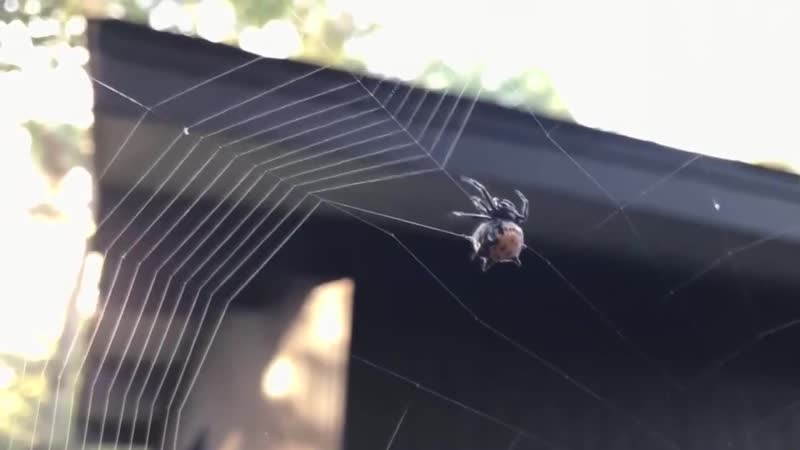 Макро съёмка