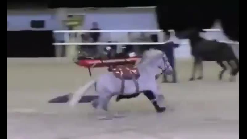 Показательное выступление горноспасательных служб мчс, перевозка пострадавшего на лошади