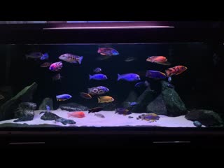 Malawi tank 1000l