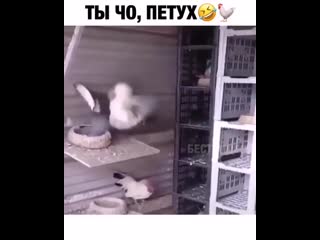 Отмечай петуха 😂