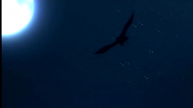 [amv] morgiana human