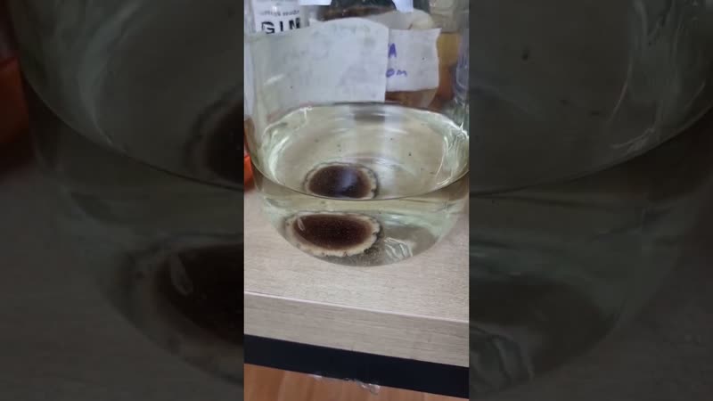 Мужская настойка на пантах марала и самогоне самая дорогая настойка на самогоне #самогон #настойка