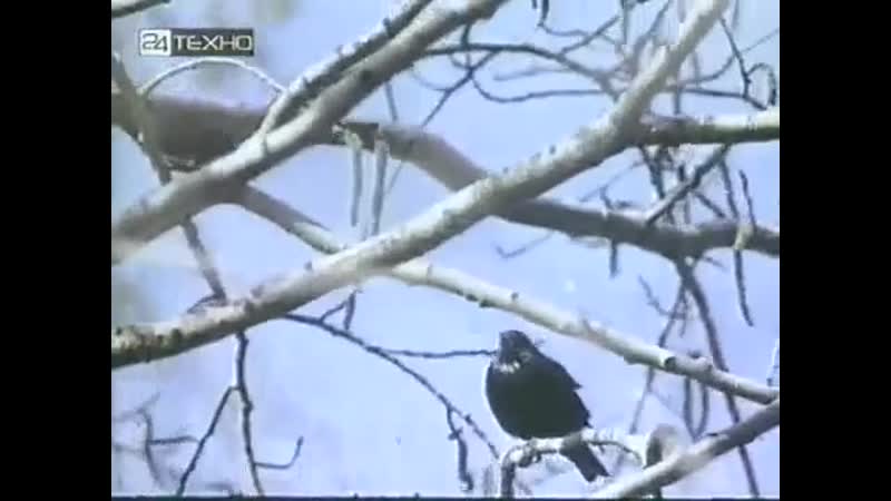 Фильм язык молодые 1967 г вертихвостики