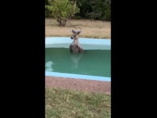 Cool kanga a beautiful kangaroo has been spotted cooling off in a backyard pool in the new south wales hunter region