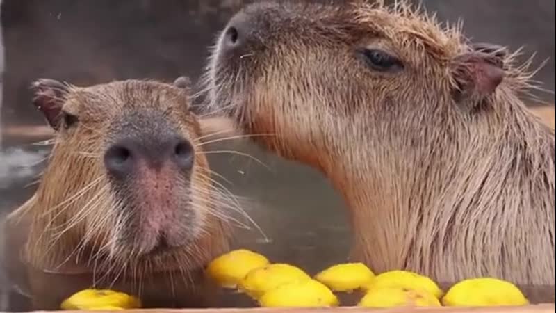 Капибары расслабляются