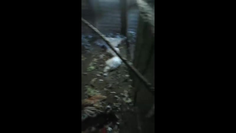 Мохнатый пердюлька молодые50 куриц и был наказан смертью