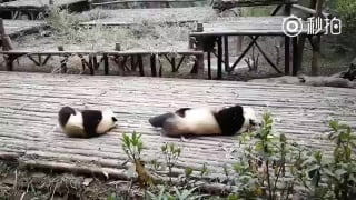 Panda mom and son synchronized their scratches
