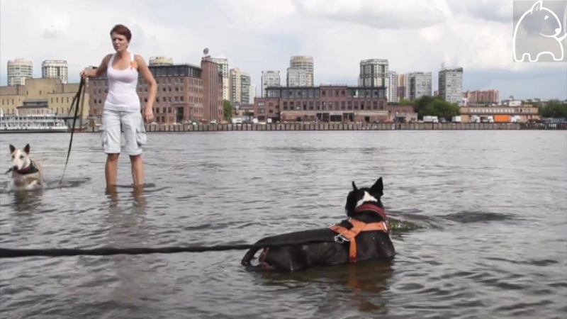 31 июля 2011 москва акция в защиту пород буль типа