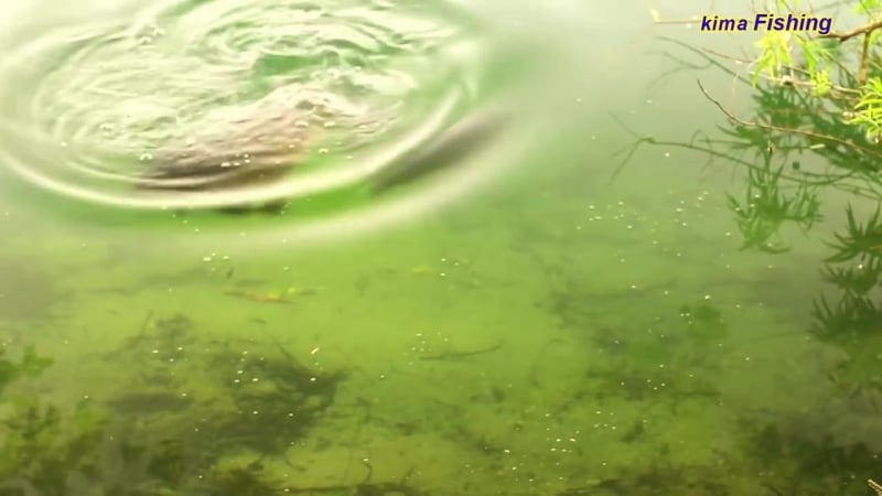 Поклеа большого карпа на поплавочную удочку с берега