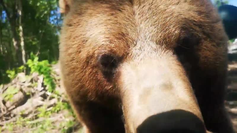 Мансур любит одуванчики 🐻😄🌼