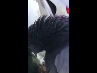 Тяжёлый день(vhs video)