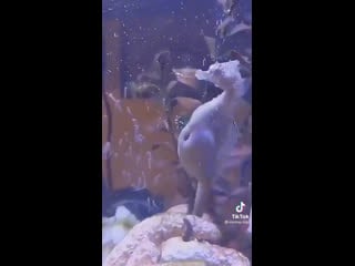 Морской конёк рожает, нихуя да