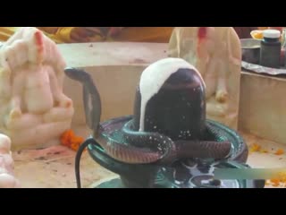 Real snake on shiva lingam abhishekam
