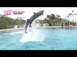 "al tion 'three best friends, geoje island, swimming with dolphins bout! ep 2 @ 연예반장 160720