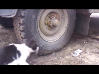 Хитрая крыса и кот