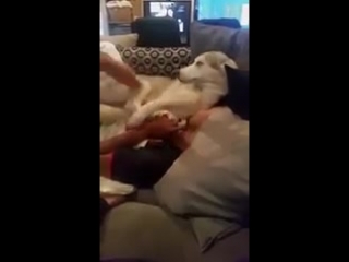 Хаски с владельцем на диване