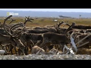 [720] дикая природа аляски