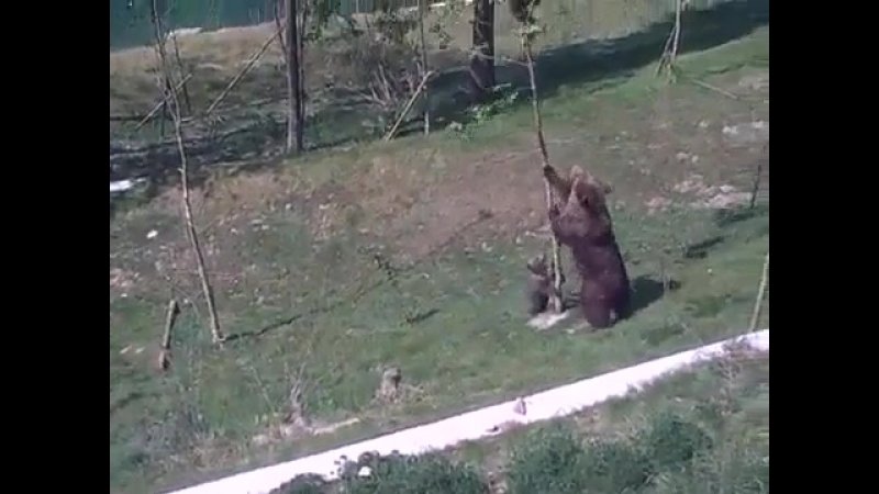 Медведица снимает заигравшегося медвежонка