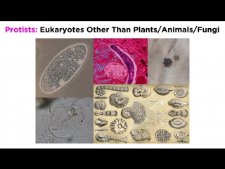 Unicellular life part 2 archaea and protists