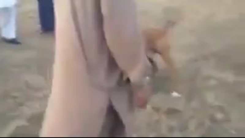 Pitbull porn video – Gull terr vs pitbull