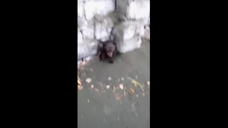 В бурятском поселке каменск возле тэц местные жители нашли одинокого медвежонка