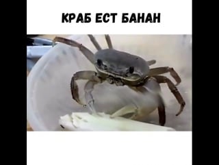 Краб ест банан