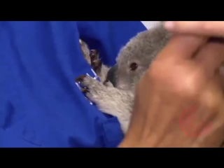 Koala jimmy (port macquarie, koala hospital)