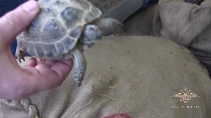 Полицейские спасли более четырех тысяч черепах стоимостью пять миллионов рублей
