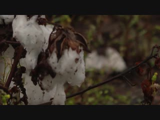 Elementary school field trip involving cotton picking and slave songs comes under fire