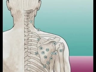 Thai acupressure тиролер плечо