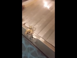 Why does everyone waiting in baggage claim always act so crabby?