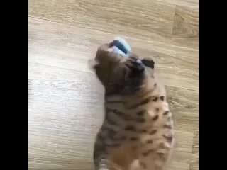 Эх, котяра доволен))) '[, rjnzhf ljdjkty)))