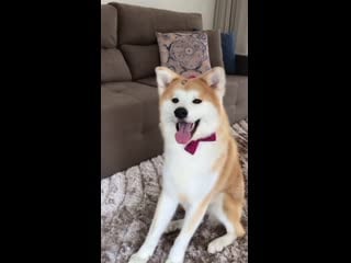 Com/shibasandakitas instagram com/akira hime akitainu