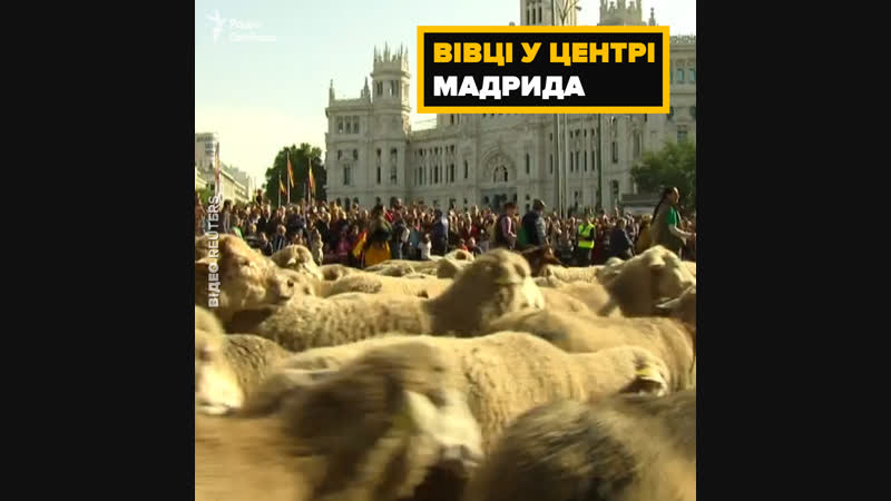 Вівці у центрі мадрида