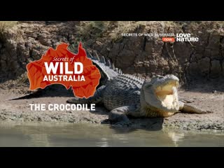 Secrets of wild australia крокодилы