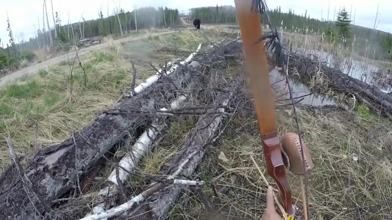 Канадец переигравший в skyrim, решил поохотиться с луком на медведя