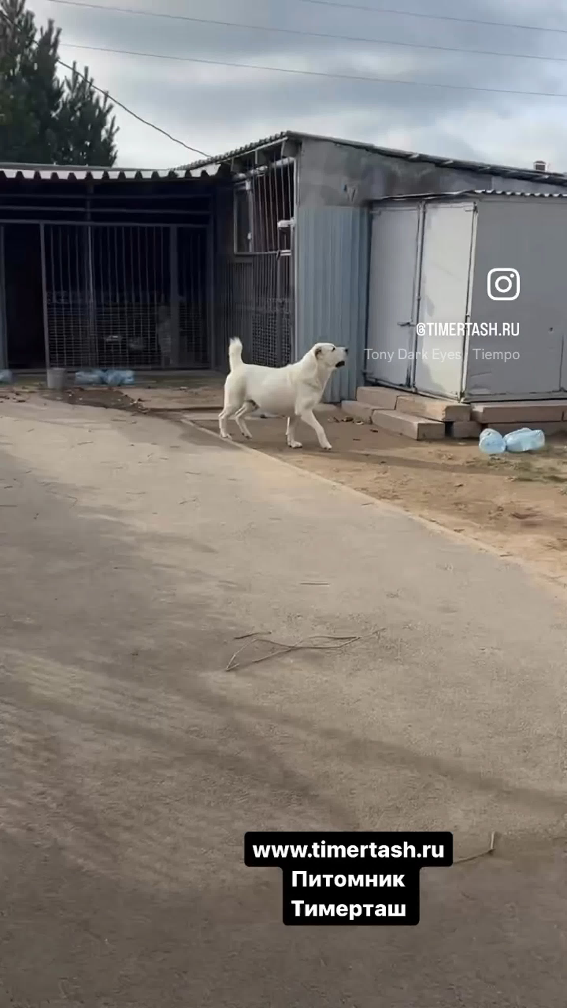 Вот такая шикарная мамочка помета ц за десять дней до своих родов скакала  на охране (октябрь 2023) кася (тимерташ кассандра) в п