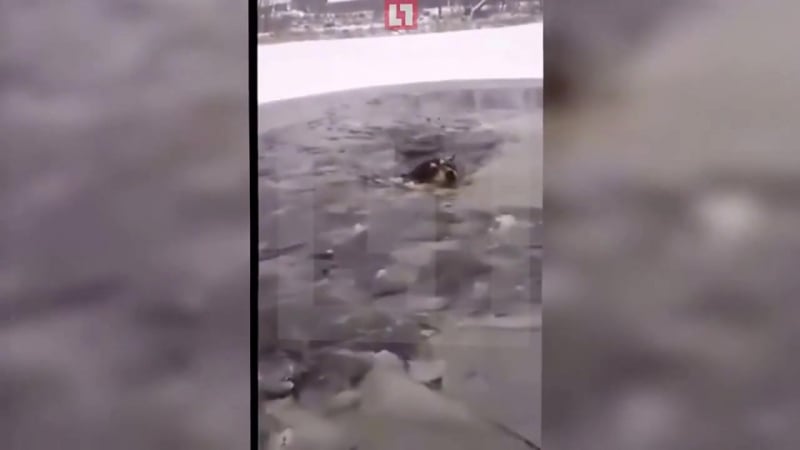 ✔ особое мнение черныш, сука, держись!