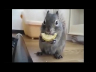 Приколы с кошками кошаки жгут