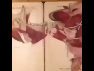 Книжка по анатомии