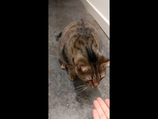 My boyfriend really wanted a dog, so we taught the cat how to sit and give little tapping high fives