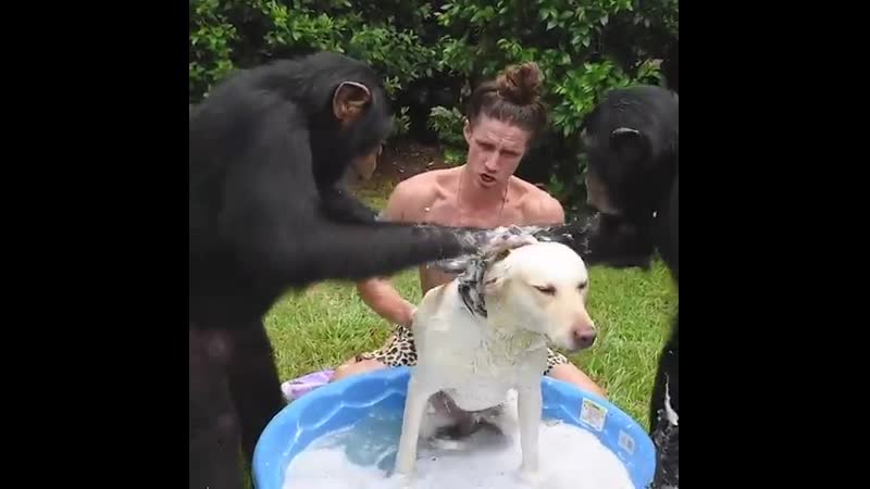 Splish splash dog taking a bath