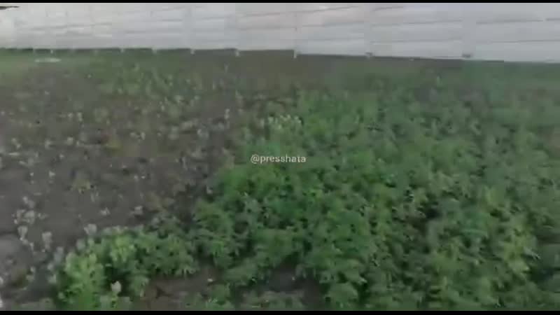 Вписка в красноярске к универсиаде озеленили город посадив марихуану, прущий газон, креатива им не занимать