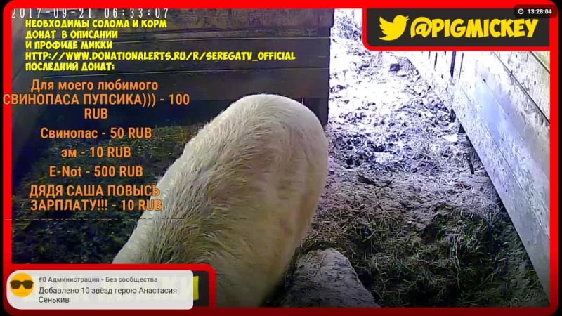 Свинка микки 24/7 | покорми свинью, донат в описании