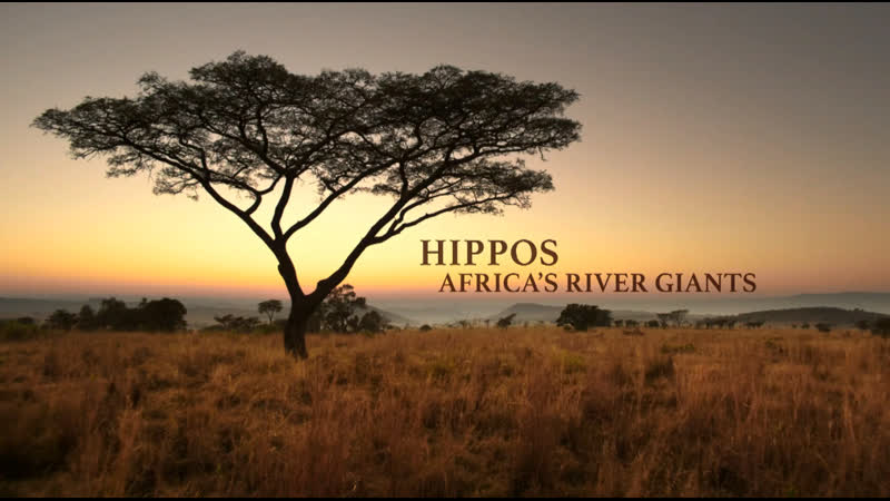 Бегемоты жизнь в воде (2020) hd 1080