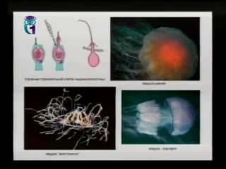 Биология урок 5 угроза из под воды ядовитые морские беспозвоночные и рыбы