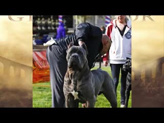 Cane corso